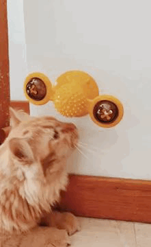 Molino De Viento Para Gato.